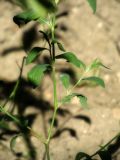 Polygonum arenastrum. Середняя часть вегетирующего растения. Республика Молдова, муниципалитет Кишинёв, г. Кодру, частная усадьба. 25 июня 2026 г.