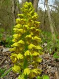 Orchis punctulata