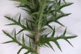 Carthamus lanatus