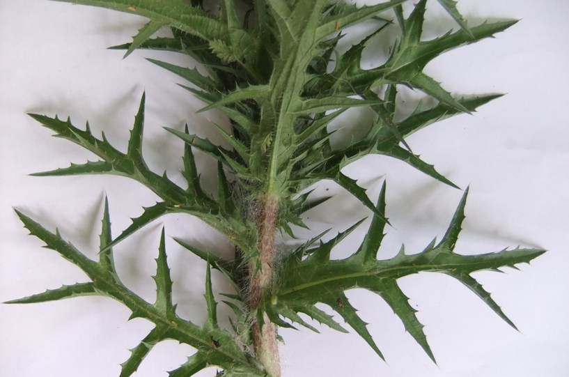 Image of Carthamus lanatus specimen.