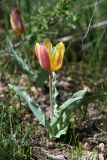 Tulipa dubia