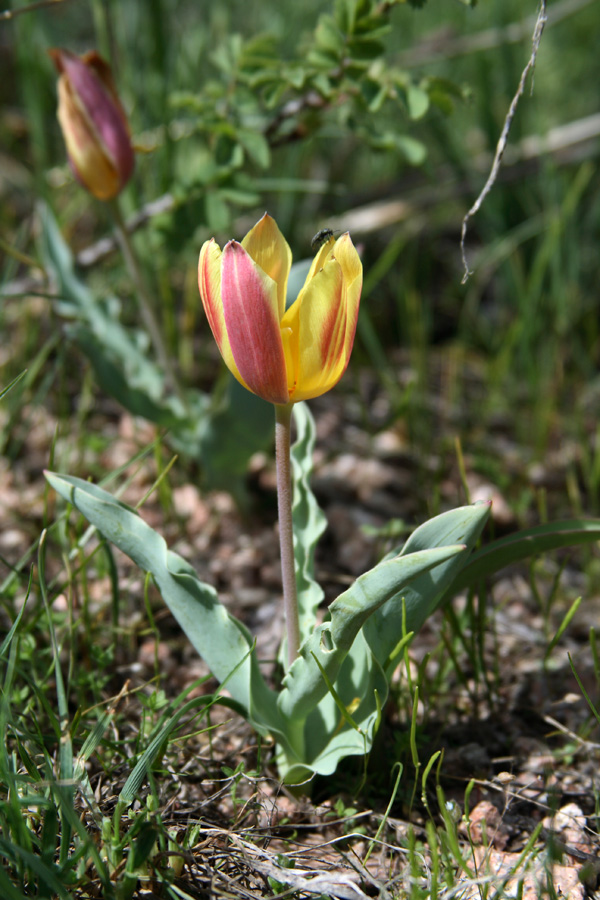 Image of Tulipa dubia specimen.