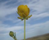 Ranunculus repens