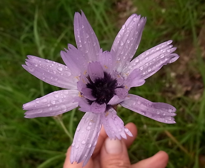 Изображение особи Catananche caerulea.