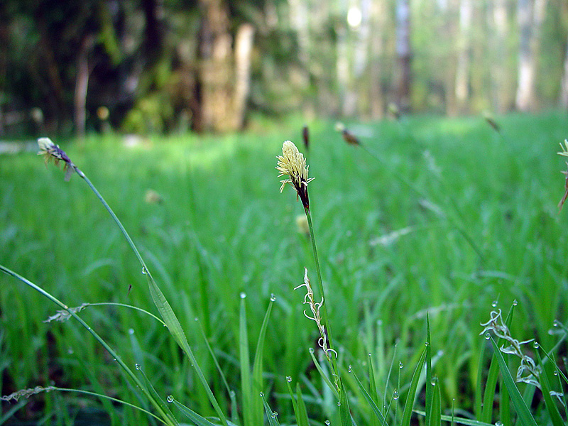 Изображение особи Carex pilosa.