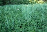 Urtica galeopsifolia