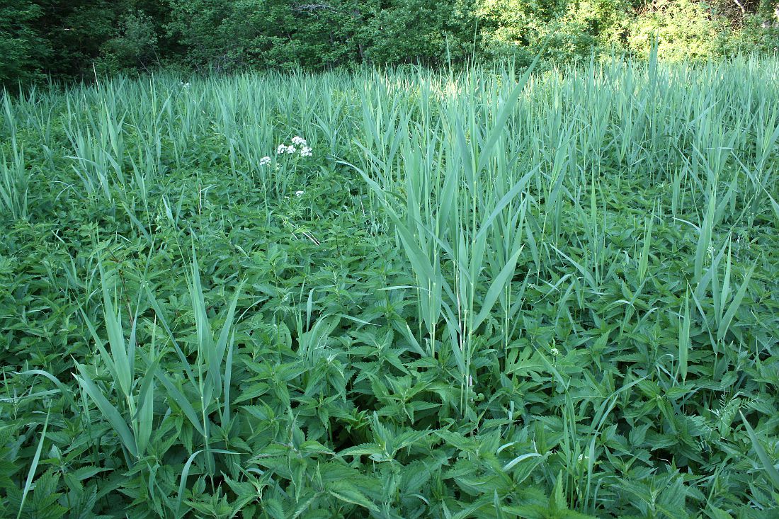 Image of Urtica galeopsifolia specimen.