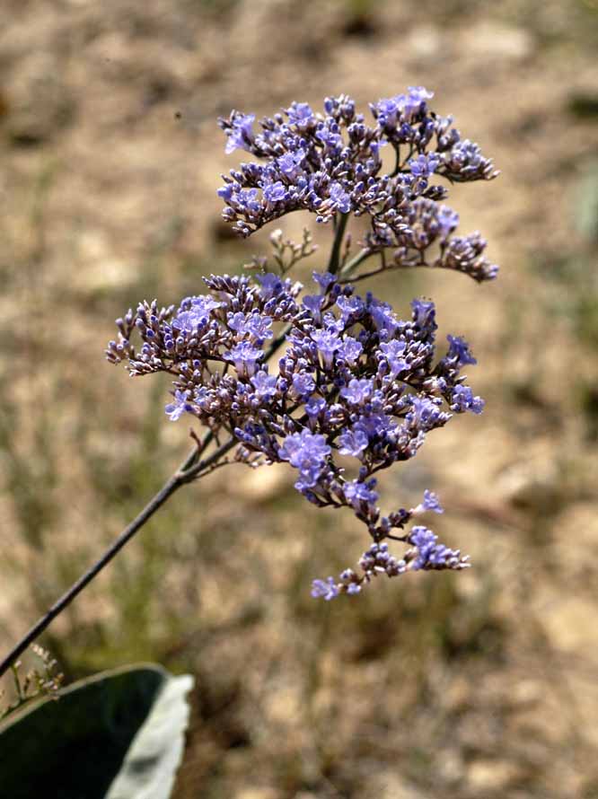 Изображение особи Limonium gmelinii.