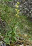 Epipactis atrorubens