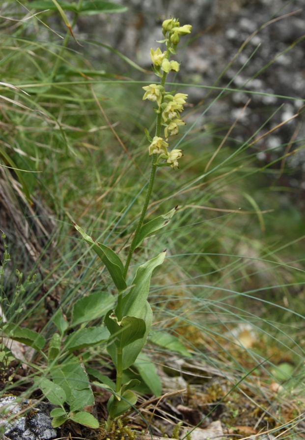 Изображение особи Epipactis atrorubens.