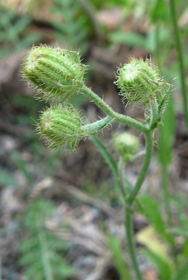 Изображение особи Crepis setosa.