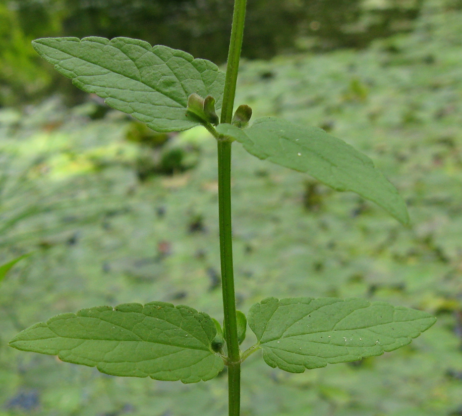 Image of Scutellaria galericulata specimen.