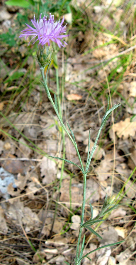 Image of Centaurea stankovii specimen.