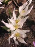 Colchicum szovitsii