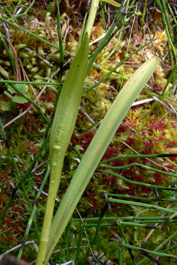 Изображение особи Gymnadenia conopsea.