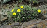 Helianthemum songaricum. Цветущее растение. Казахстан, Алматинская обл., Райымбекский р-н, горы Кулуктау, перевал Кегеньский. 11.05.2011.