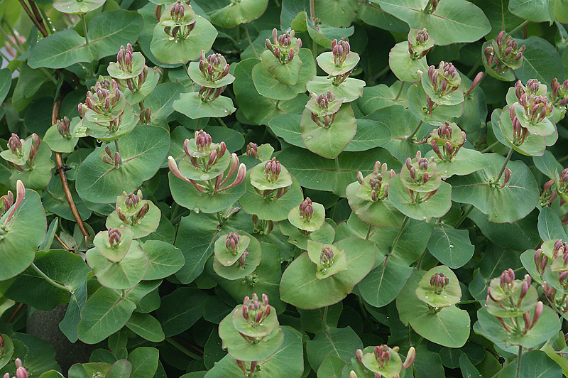 Image of Lonicera caprifolium specimen.