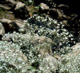 Gypsophila bicolor