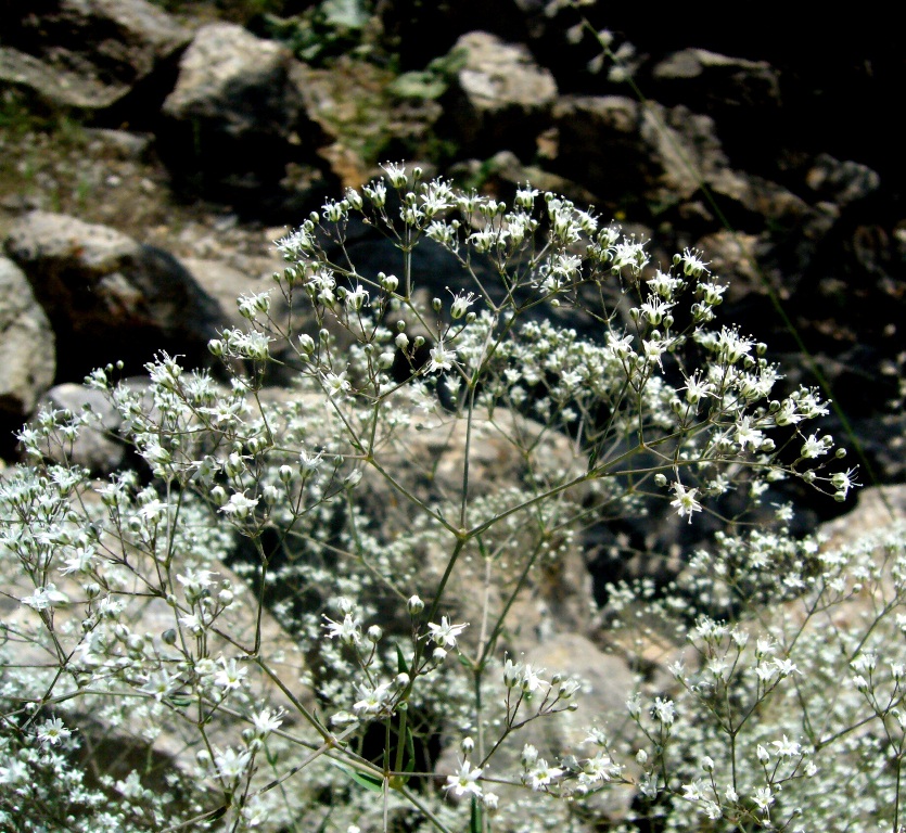 Изображение особи Gypsophila bicolor.