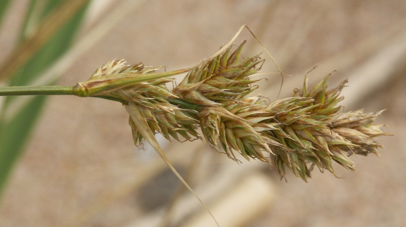 Image of Carex arenaria specimen.