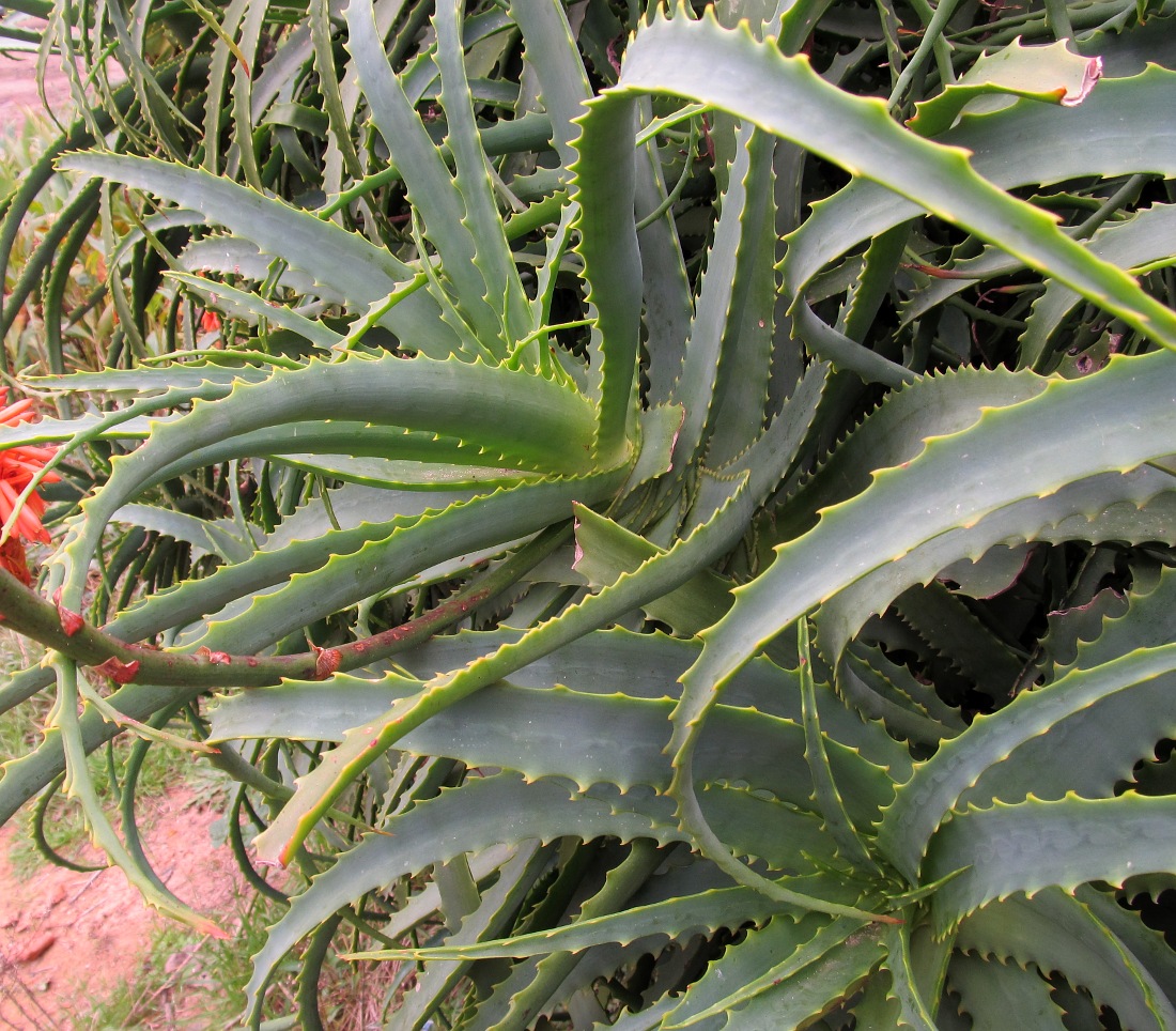 Image of Aloe arborescens specimen.