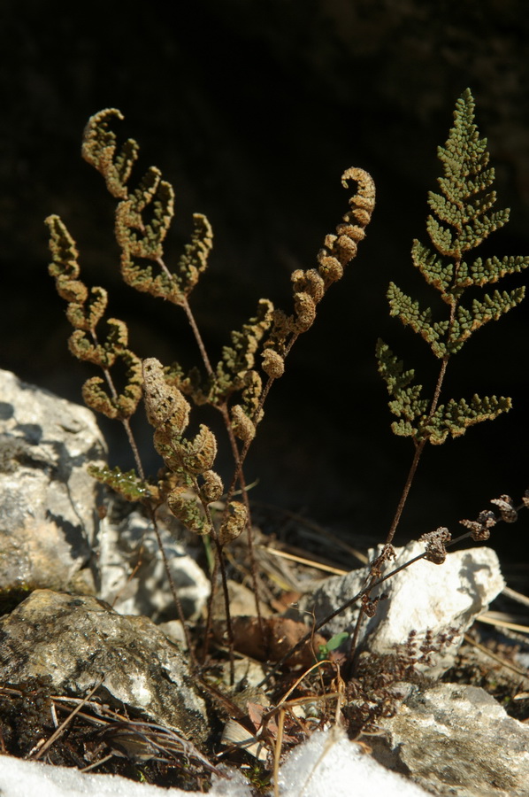 Изображение особи Oeosporangium persicum.