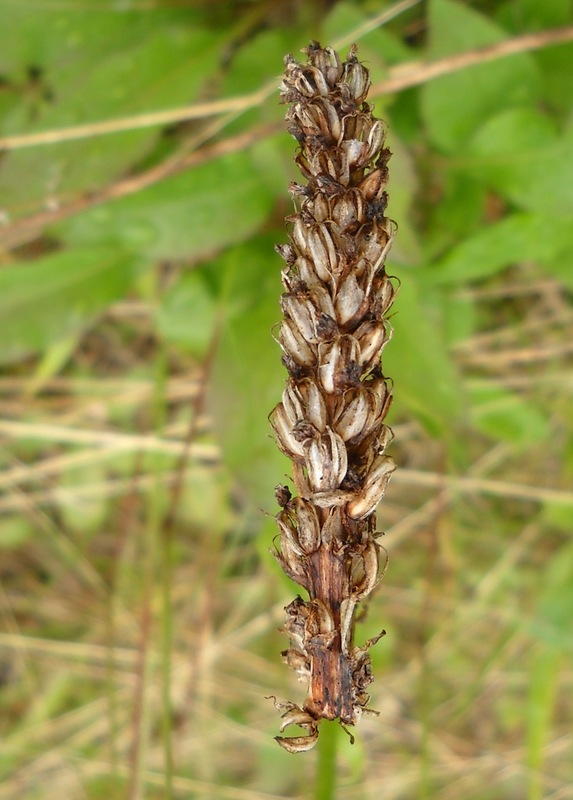 Изображение особи Pseudorchis albida.