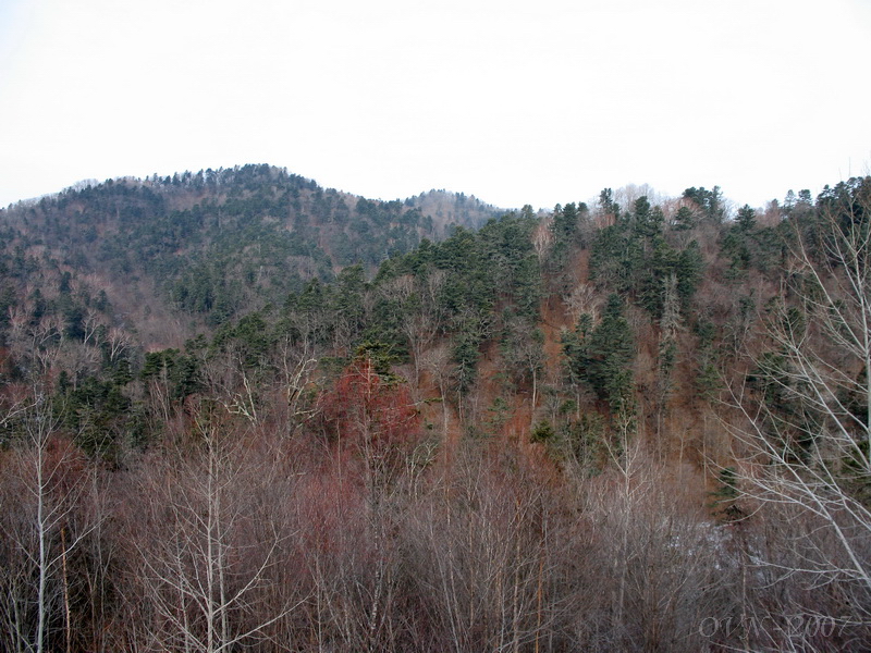 Image of Pinus koraiensis specimen.