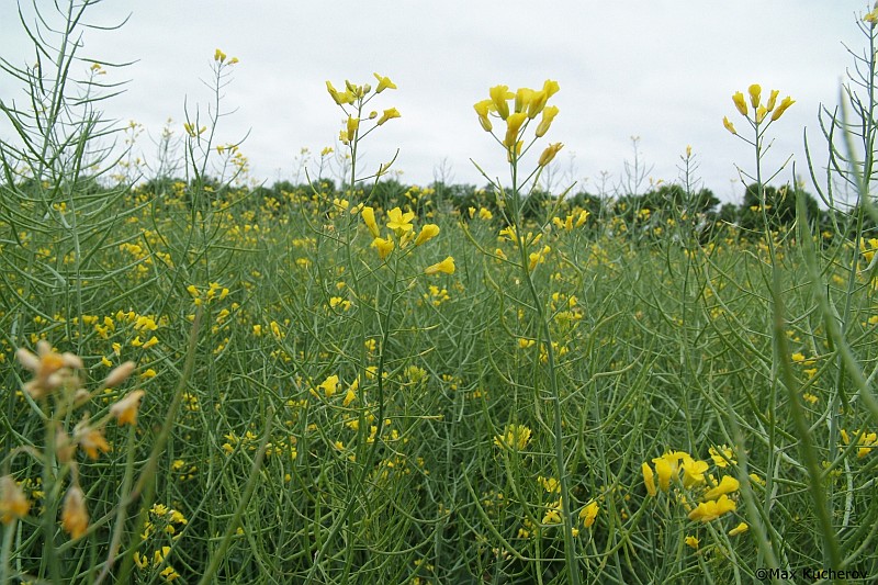 Изображение особи Brassica napus.