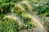 Hordeum jubatum