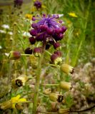 Leopoldia bicolor. Верхняя часть соцветия. Израиль, Шарон, г. Герцлия, травостой на песчаной почве. 25.03.2012.