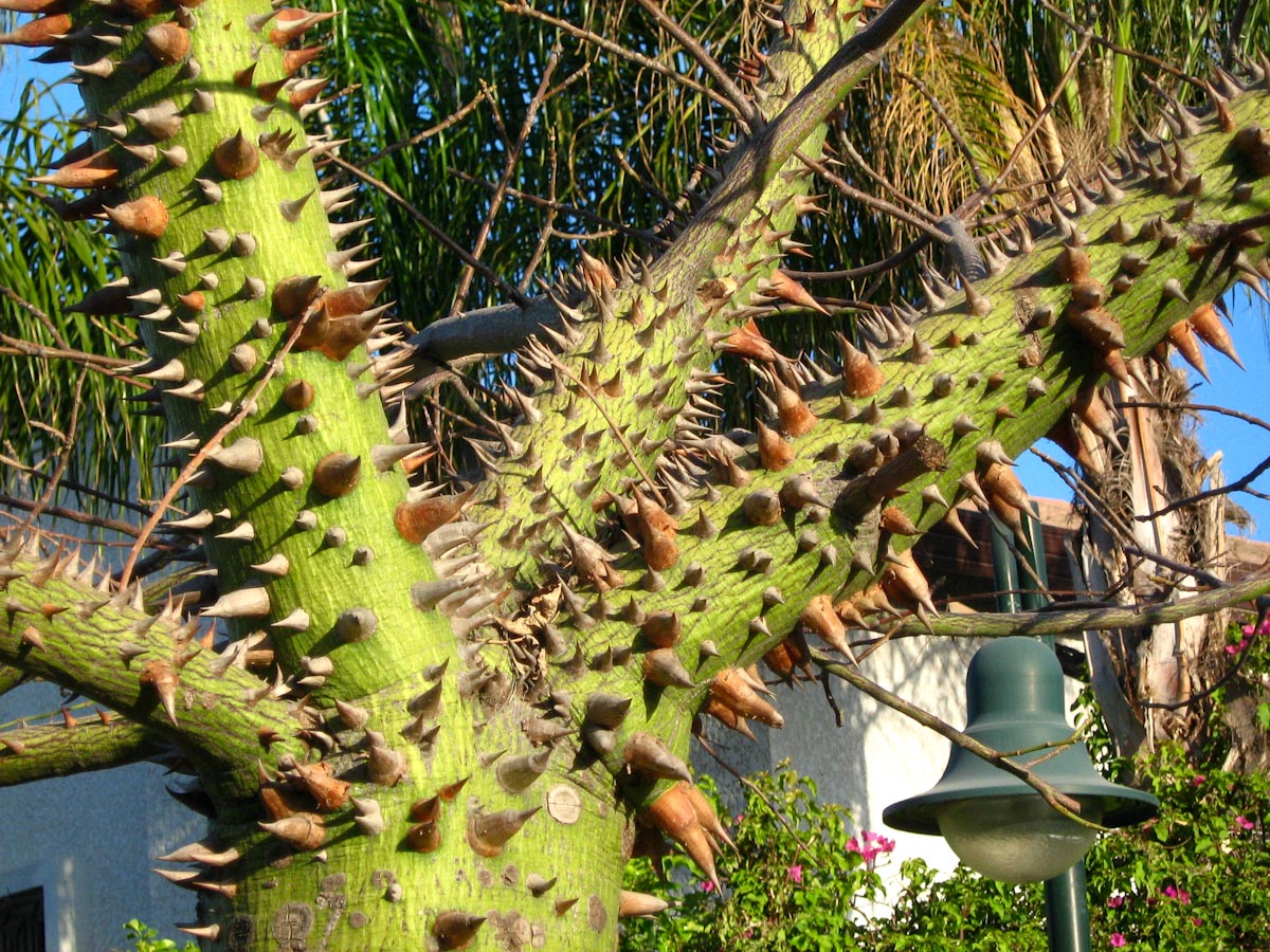 Image of Ceiba speciosa specimen.