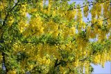 Laburnum anagyroides