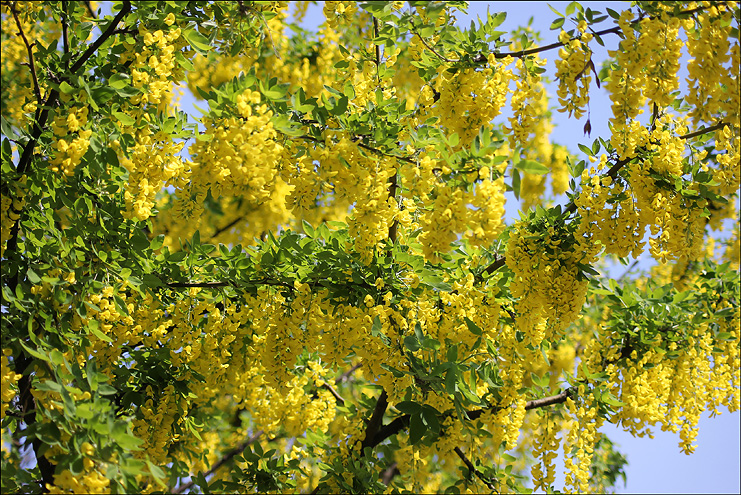 Изображение особи Laburnum anagyroides.