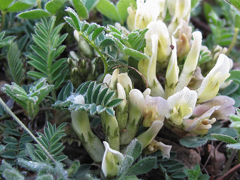 Изображение особи Astragalus resupinatus.