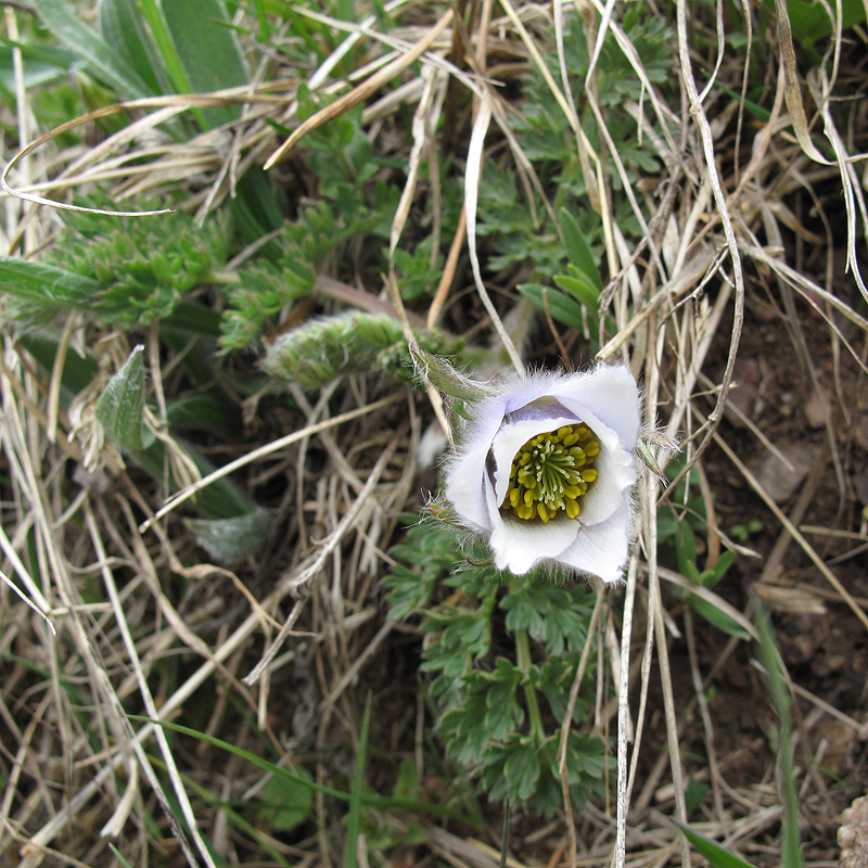 Image of Pulsatilla violacea specimen.