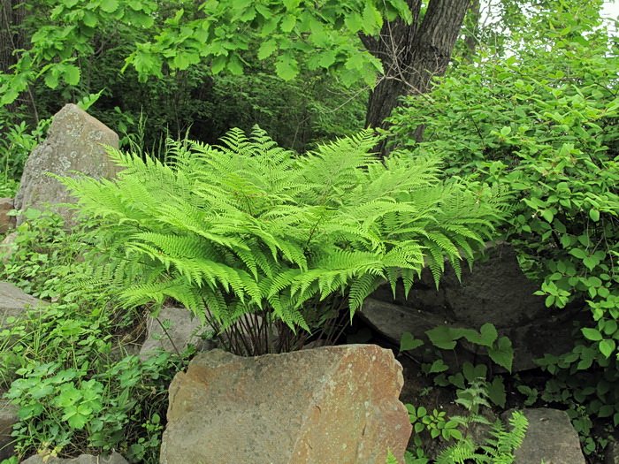 Image of Athyrium sinense specimen.