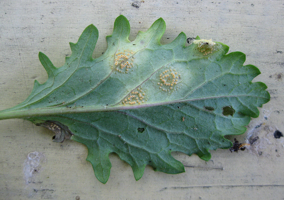 Image of Senecio borysthenicus specimen.