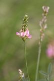 genus Onobrychis