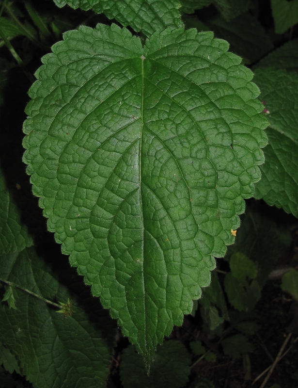 Image of Stachys sylvatica specimen.