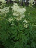 Filipendula ulmaria. Верхушка цветущего растения. Иркутская обл., г. Нижнеудинск, опушка соснового леса. 24.07.2012.