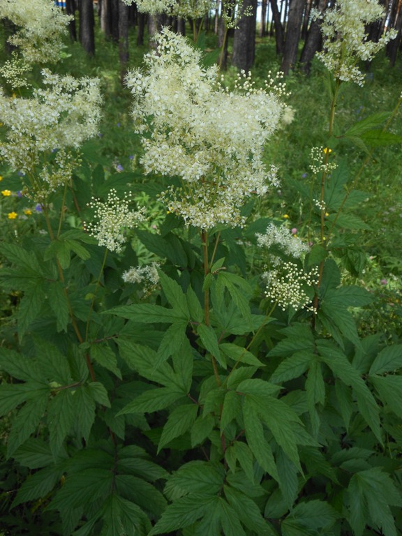 Image of Filipendula ulmaria specimen.