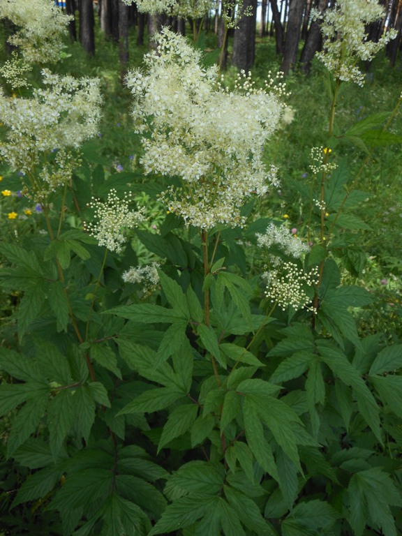 Изображение особи Filipendula ulmaria.