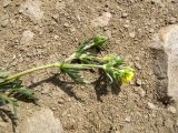 Potentilla semilaciniosa