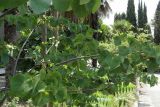 Cercis siliquastrum