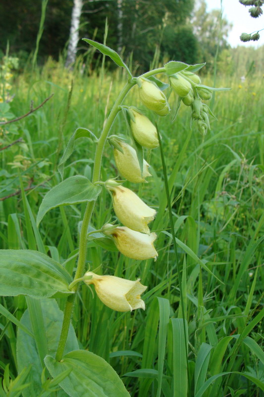 Изображение особи Digitalis grandiflora.