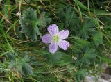 Geranium cinereum. Цветок и листья. Испания, автономия Арагон, провинция Уэска, горный массив Пиренеи, долина Бухаруэло (Valle de Bujaruelo), склон оврага со впадающем в р. Ара протоком. 19 августа 2012 г.