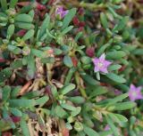 Sesuvium portulacastrum. Верхушки цветущих побегов. Египет, Синай, Шарм-эль-Шейх. 19.02.2009.