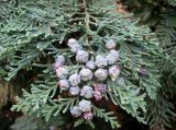 Chamaecyparis lawsoniana. Побеги с шишками и микростробилами. Австрия, Вена, парк парк Ратхаус . 10.09.2012.