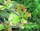 Hydrangea macrophylla ssp. serrata